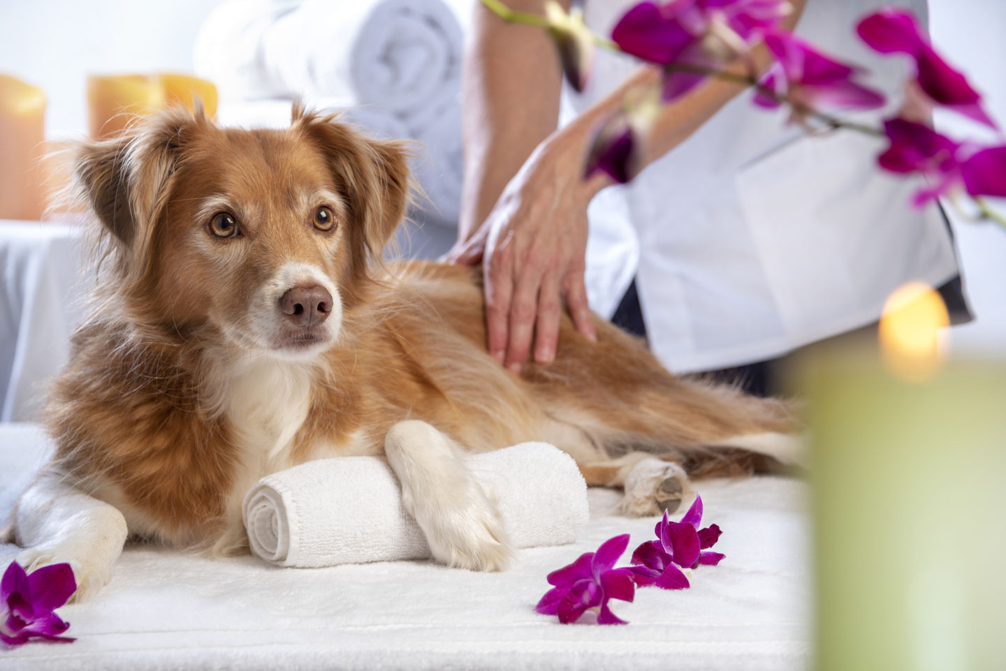 Jana Landmann Tierphysiotherapie